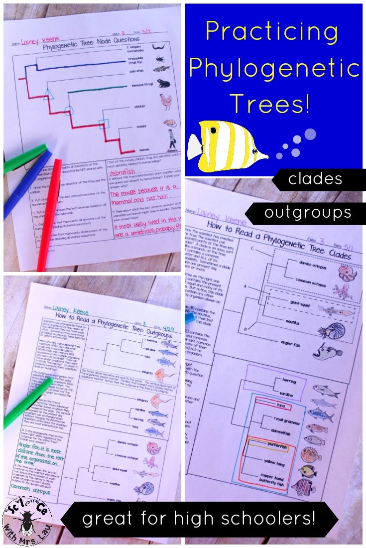 phylogenetic tree paper worksheet