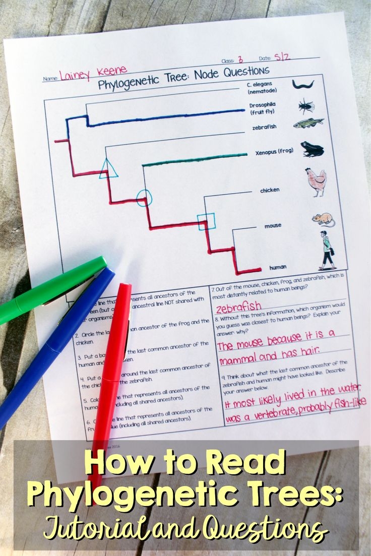 How To Read A Phylogenetic Tree 3 Part Activity