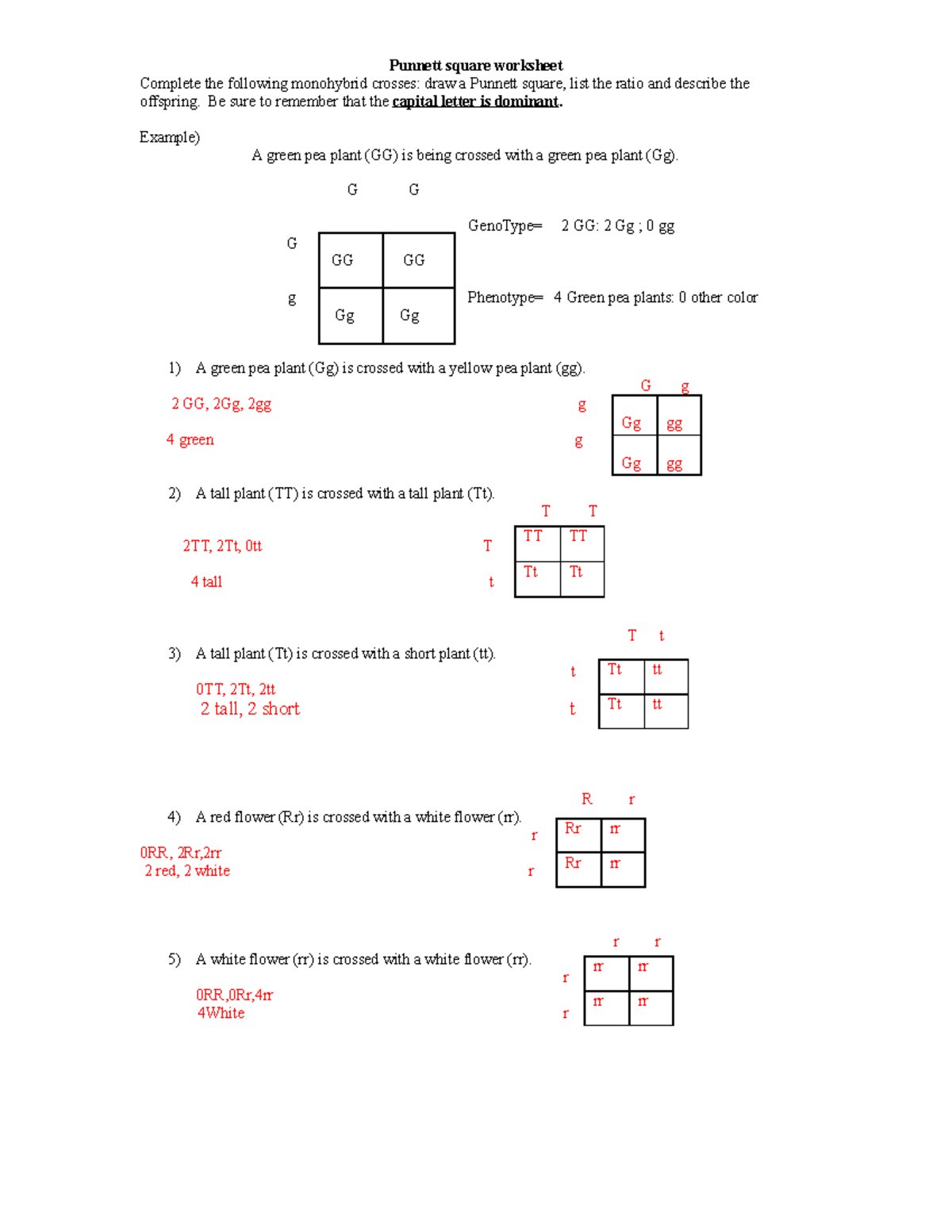 punnett square worksheet