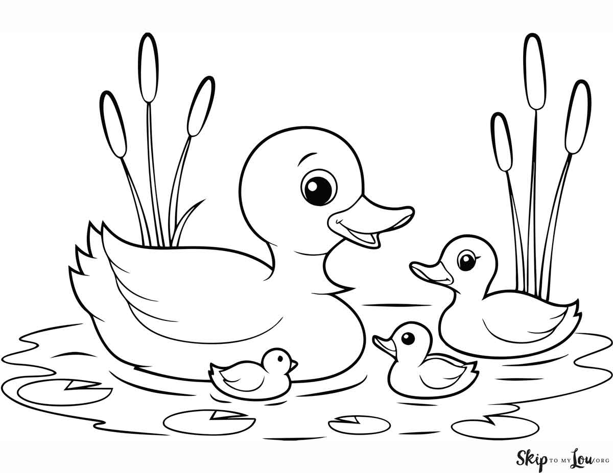 20 Duck Coloring Pages Fun Duck Facts 20 Duck Coloring Pages Fun Duck Facts