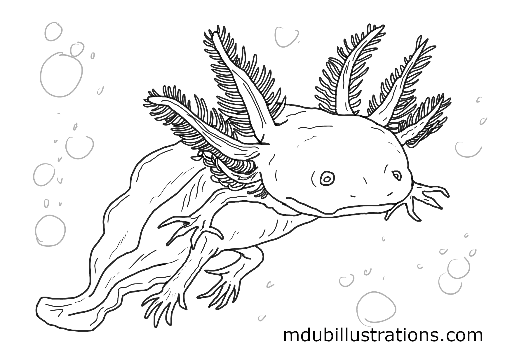 axolotl coloring page axolotl coloring page