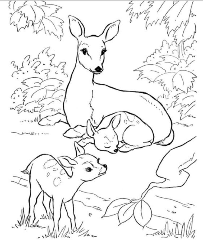 Backyard Animals And Nature Coloring Books Free Coloring Pages HubPages