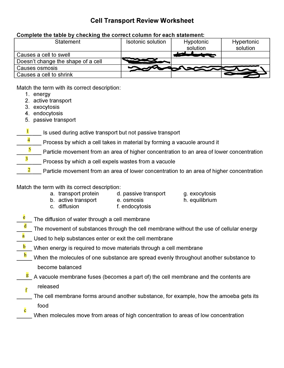 cell transport review worksheet