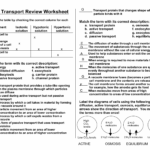 Cell Transport Review Worksheet Osmosis Diffusion