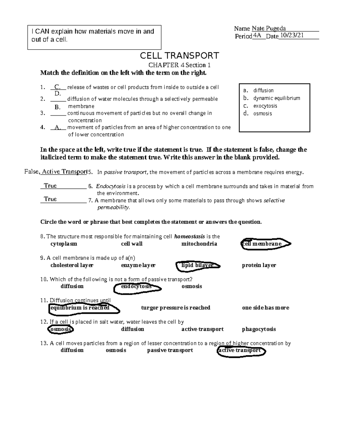 CELL Transport WORK Sheet Name Period Date CELL TRANSPORT Studocu