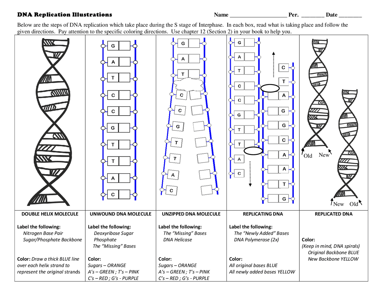 DNA Replication A Guided Exercise For Biology Students Exercises Genetics Docsity