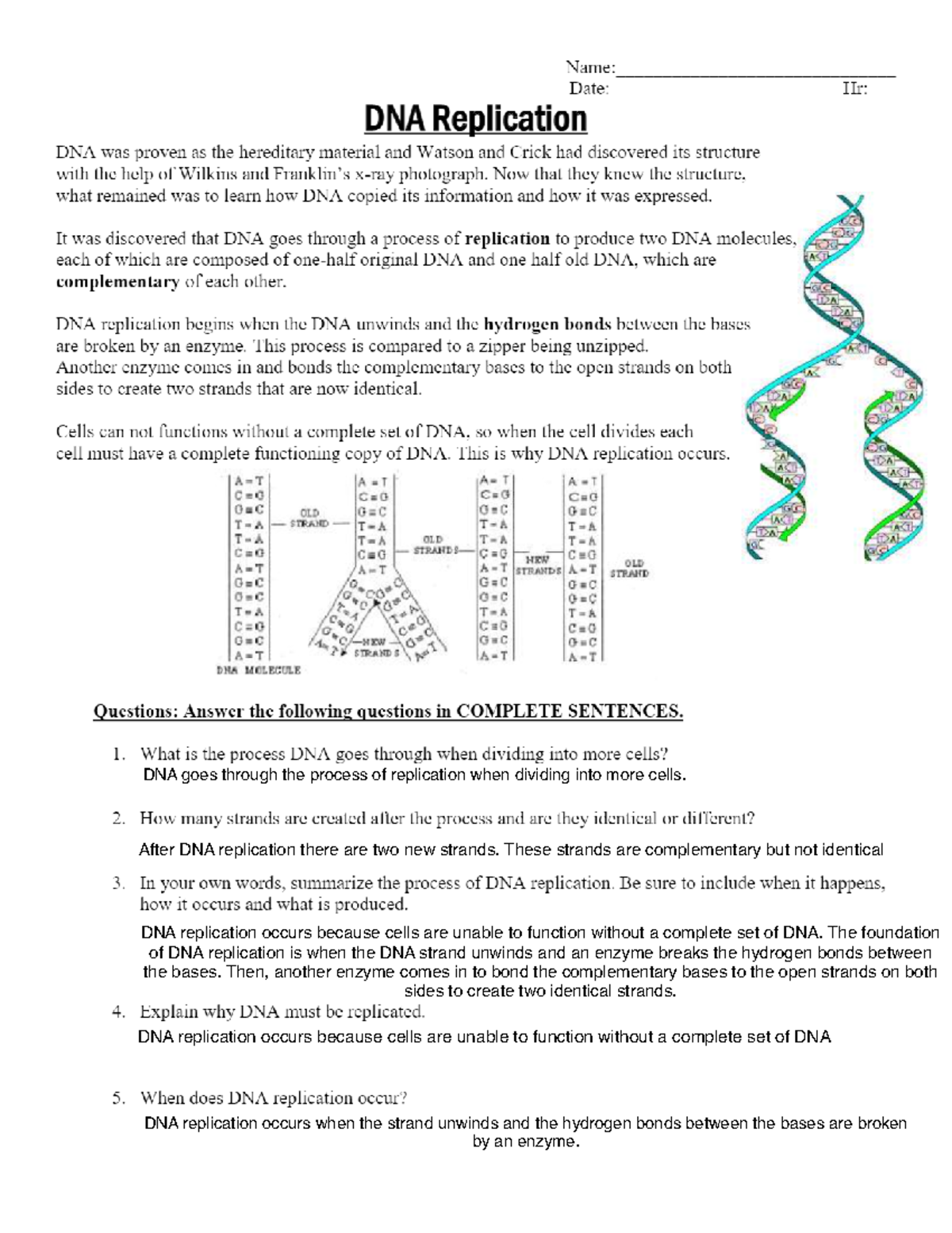 dna replication worksheet