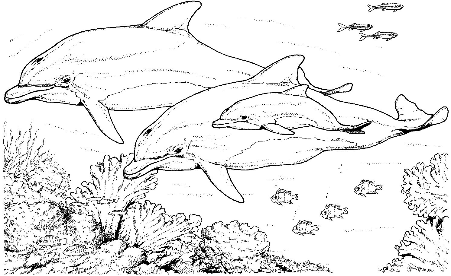 dolphin coloring pages
