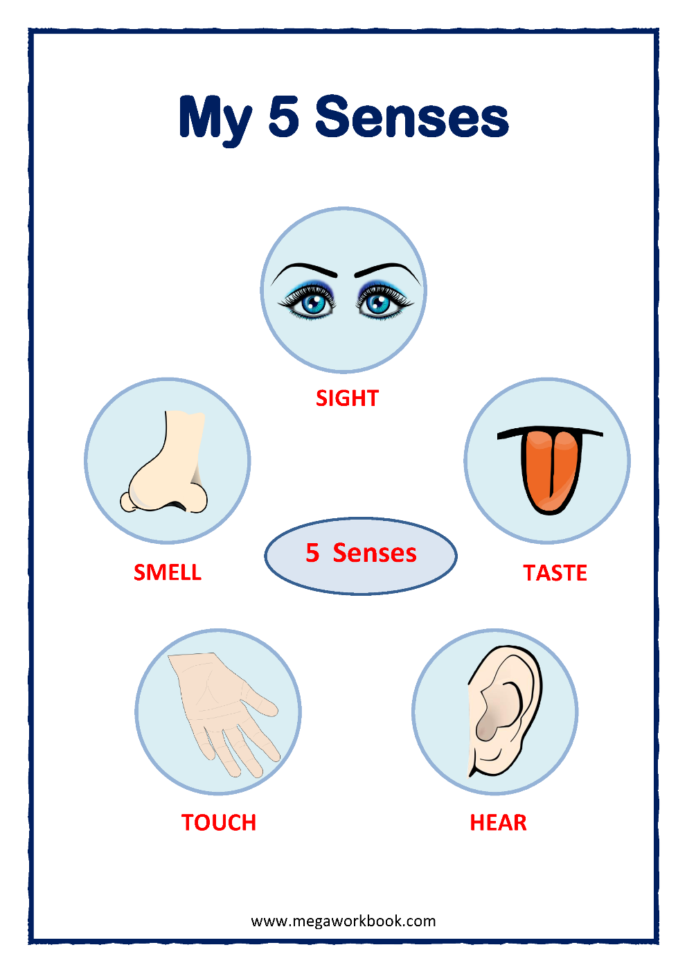 5 senses worksheet