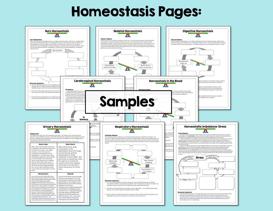 Free Homeostasis Worksheet Download Free Homeostasis Worksheet Png Images Free Worksheets On Clipart Library