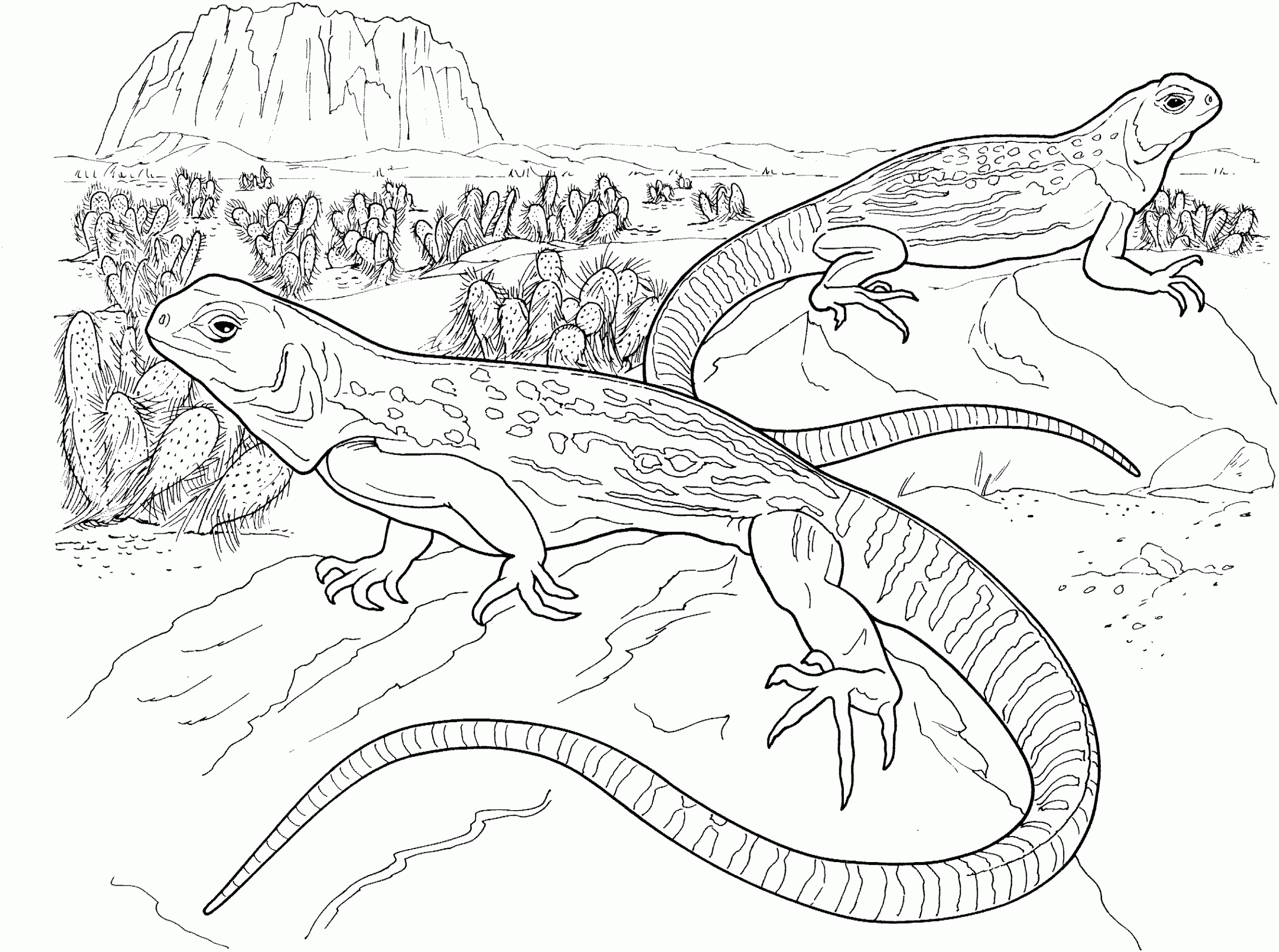 Free Lizard Coloring Pages Free Lizard Coloring Pages