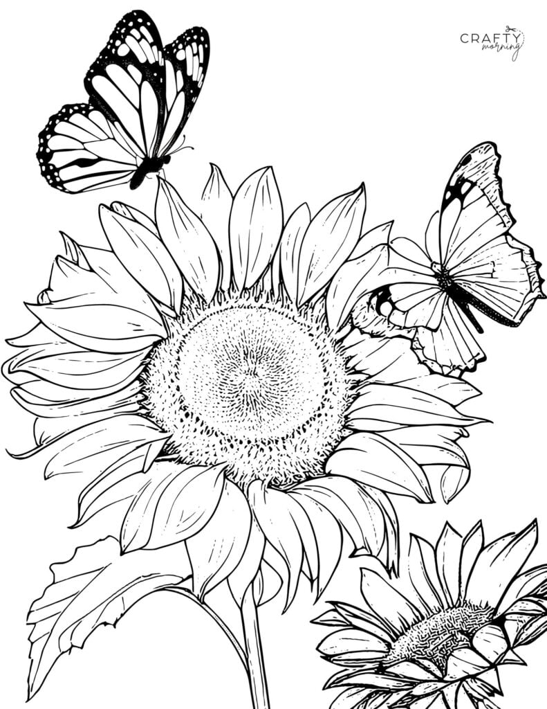 sunflower coloring pages