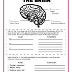 Free Science Worksheets The Nervous System Adanna Dill Worksheets Library