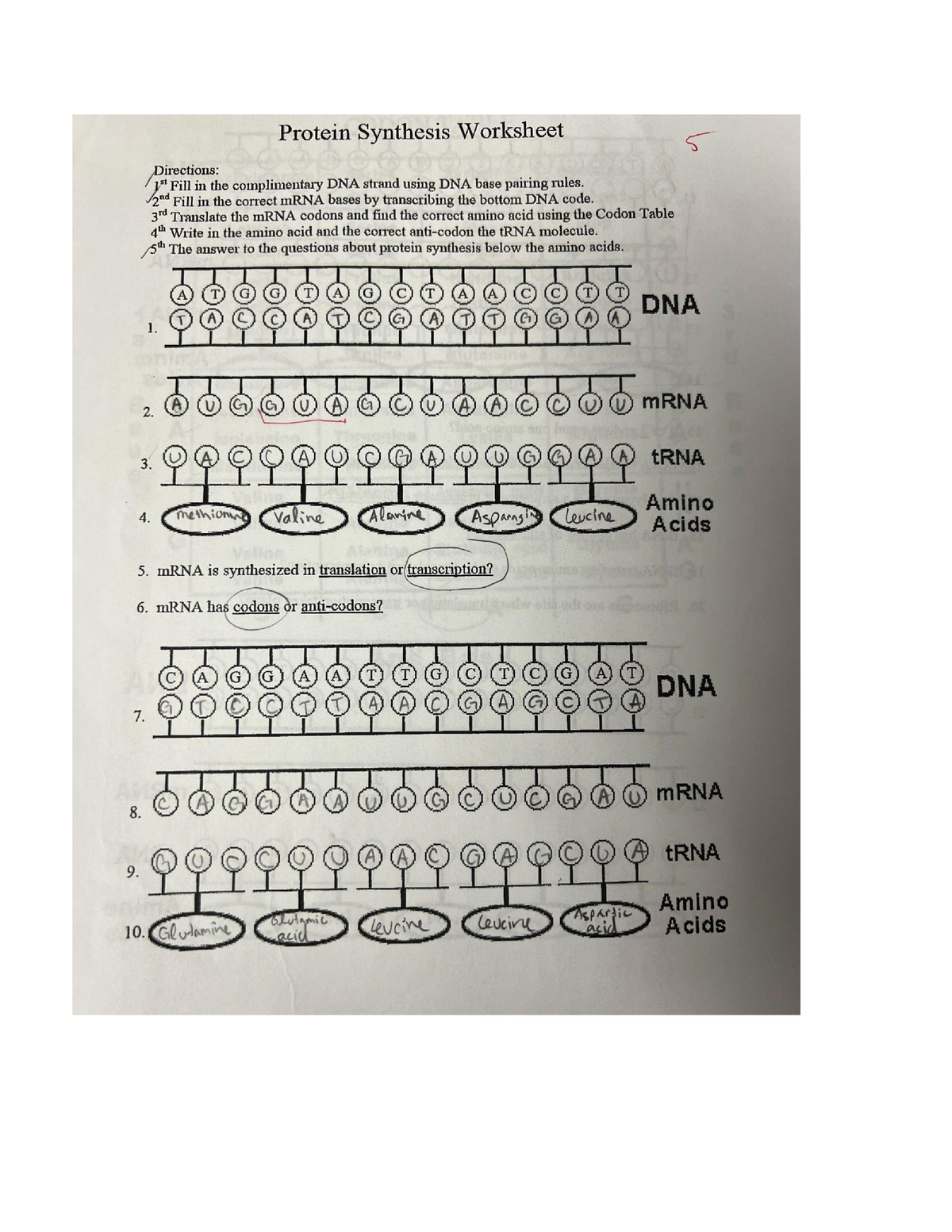 protein synthesis worksheet