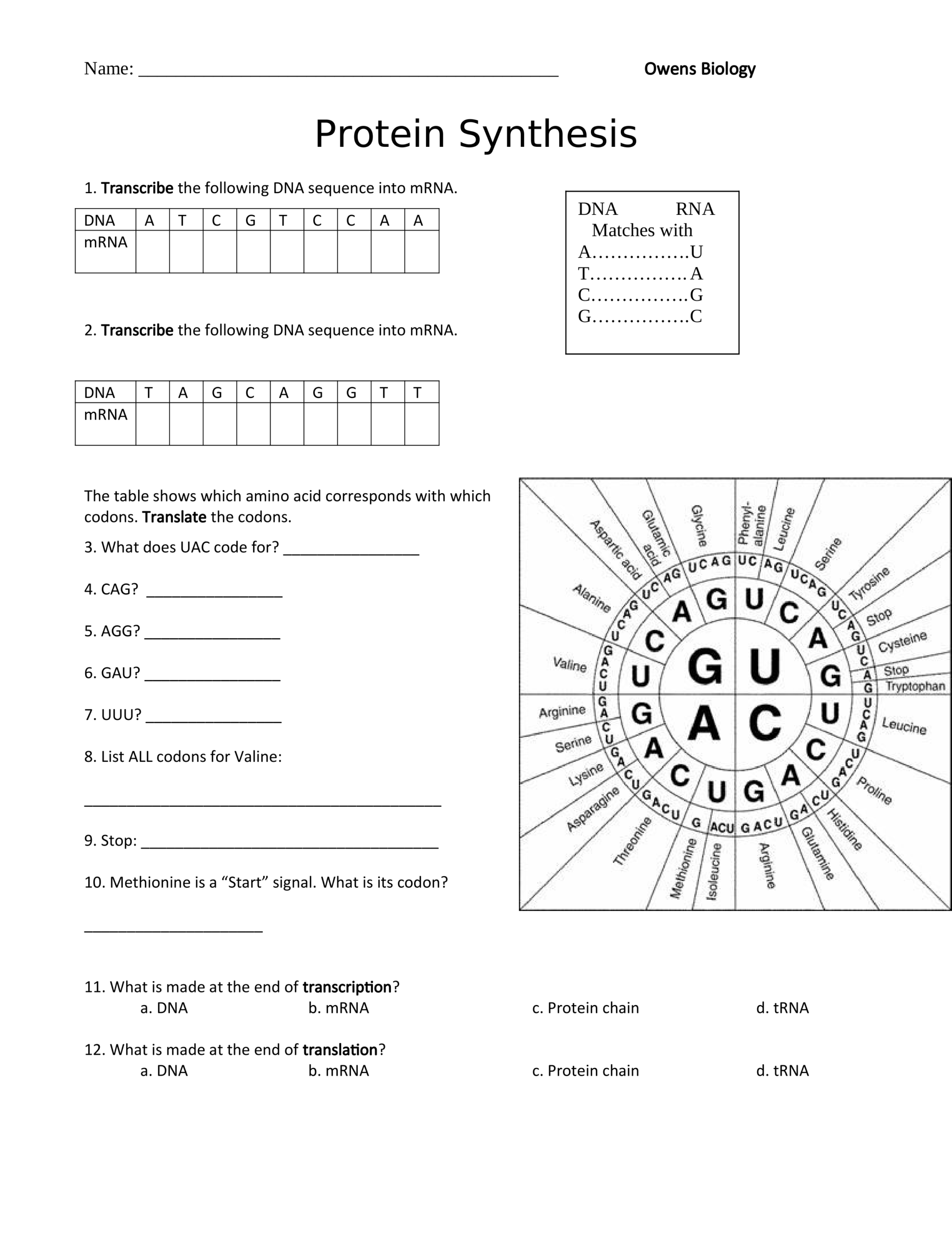 Protein Synthesis Worksheet Cancer Katelyn Owens Library Formative