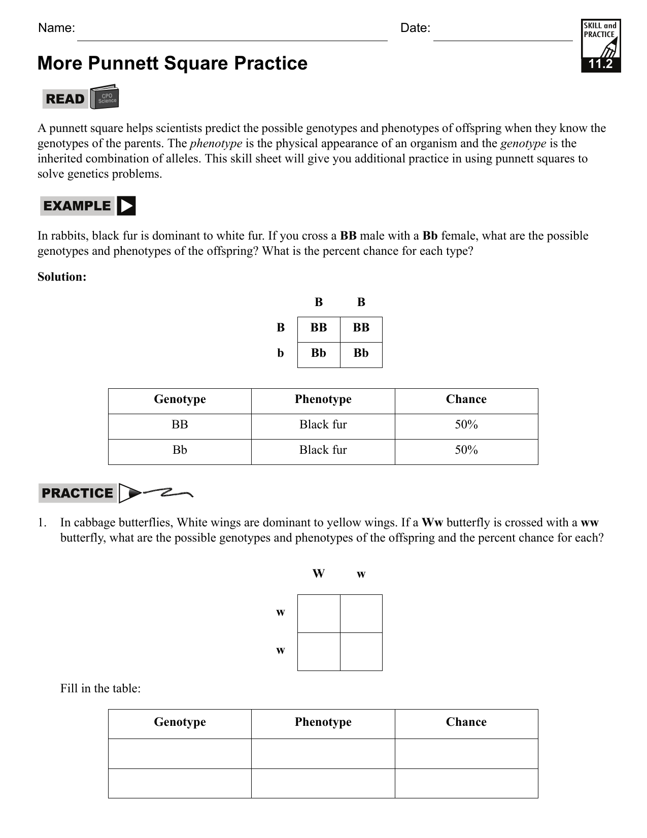 punnett square practice worksheet
