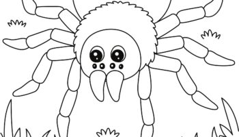 Spider Coloring Page Printable Kids Activity digital Download Etsy