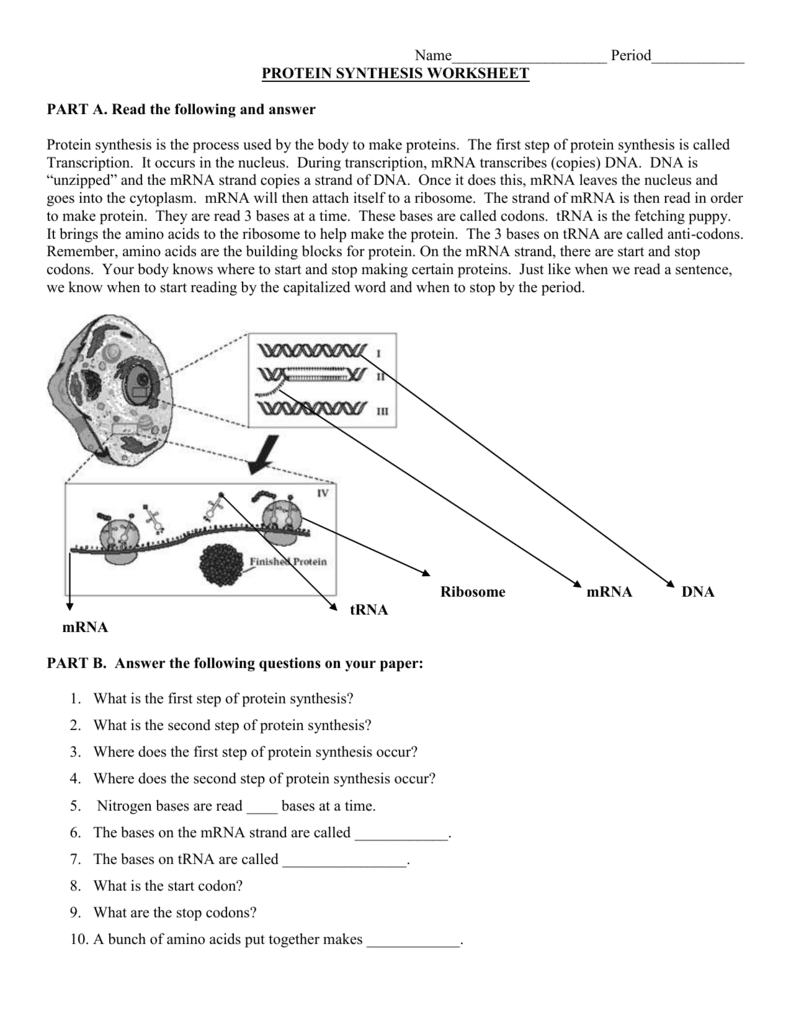 Step by Step Protein Synthesis Worksheet The Teach Simple Blog