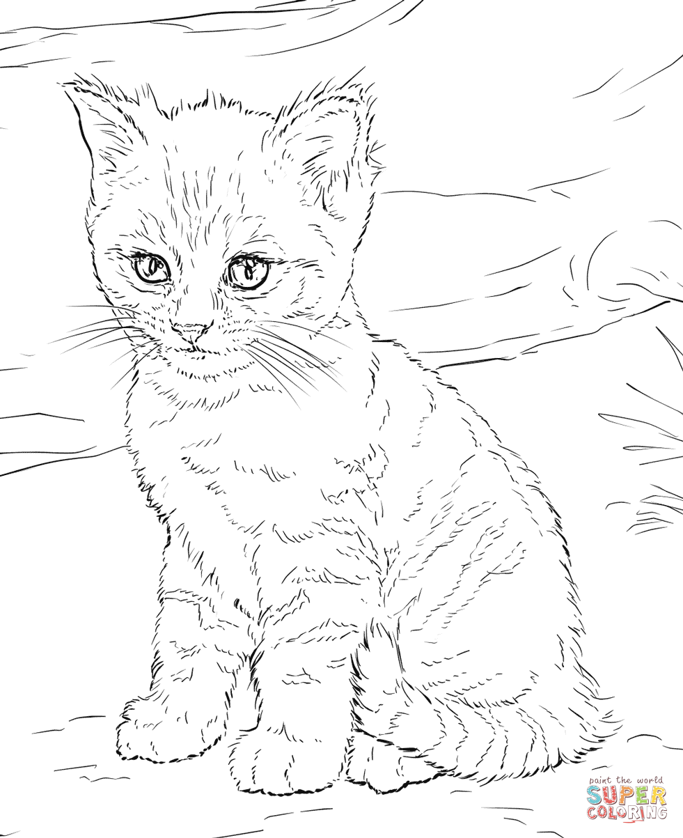 kitten coloring pages free printable kitten coloring pages free printable