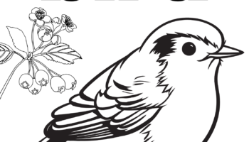 Free Bird Coloring Pages Crafty Morning