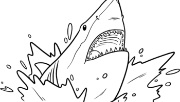 Shark Head Coloring Page Easy Drawing Guides